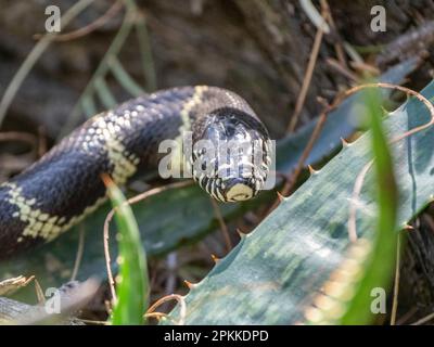 Erwachsene kalifornische Königsschlange (Lampropeltis californiae), Thong Chul, Tucson, Arizona, Vereinigte Staaten von Amerika, Nordamerika Stockfoto