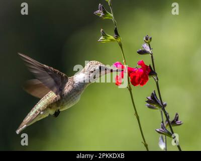 Ein erwachsener, weiblicher Kolibri mit schwarzem Kinn (Arcgilochus alexandri), Madera Canyon, Süd-Arizona, Arizona, Vereinigte Staaten von Amerika, Nordamerika Stockfoto