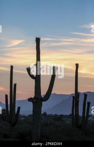Saguarokaktus (Carnegiea gigantea), fotografiert bei Sonnenaufgang im Sweetwater Preserve, Tucson, Arizona, USA, Nordamerika Stockfoto