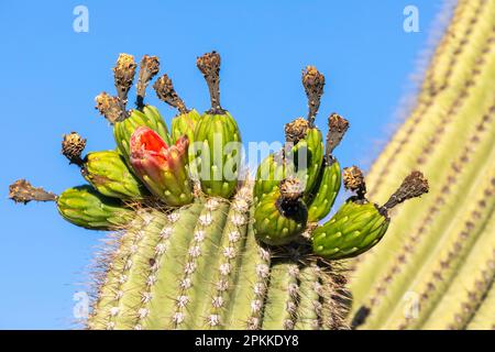 Fruiting saguaro cactus (Carnegiea gigantea), in Blüte im Juni, Sweetwater Preserve, Tucson, Arizona, Vereinigte Staaten von Amerika, Nordamerika Stockfoto