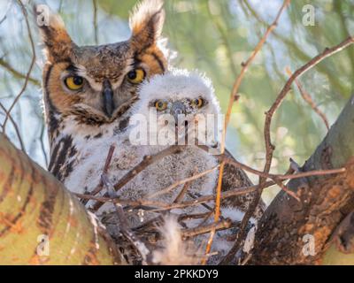 Eine Erwachsene Großhornkeule (Bubo virginianus), mit Küken, die auf einem Nest im Madera Canyon, Süd-Arizona, Arizona, sitzen Stockfoto