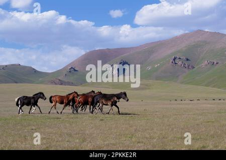 Pferde, die in der Steppe in der Nähe von Song Kol Lake, Naryn Province, Kirgisistan, Zentralasien, Asien laufen Stockfoto