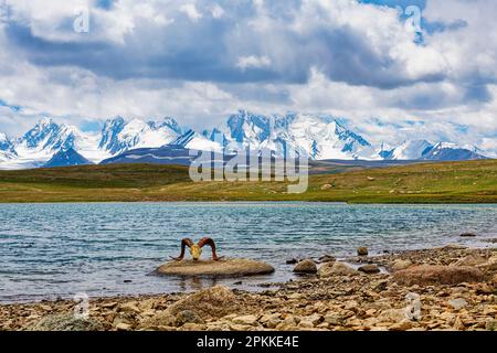 Traumsee und Marco Polo Agali Schädel, Kakshaal auch Berge, Tian Shan an der chinesischen Grenze, Naryn Region, Kirgisistan, Zentralasien, Asien Stockfoto