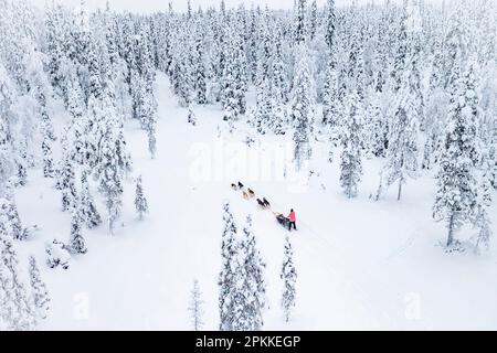 Blick von oben auf den Hundeschlitten im weißen verschneiten Wald, Lappland, Finnland, Europa Stockfoto