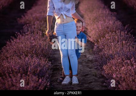 Der kleine Sohn versteckt sich hinter der Mutter. Junge Frau und Junge gehen durch die Reihen des lilavendelfarbenen Feldes und pflücken Bouquet. Spaziergänge auf dem Land. Vertrauen, Stockfoto