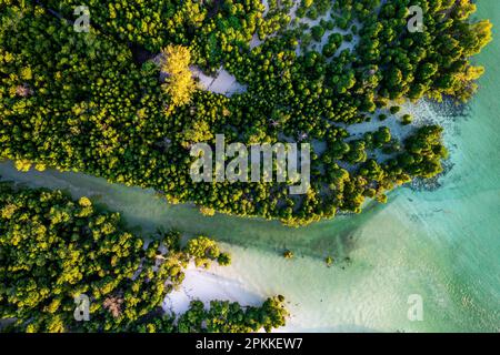 Blick aus der Vogelperspektive auf den üppigen Mangrovenwald in der tropischen Lagune, Pingwe, Chwaka Bay, Sansibar, Tansania, Ostafrika, Afrika Stockfoto