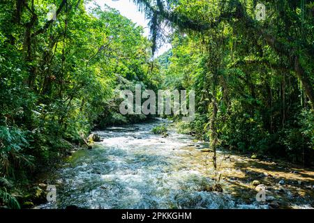 Atlantic Forest South-East Reservate, UNESCO-Weltkulturerbe, Alto Ribeira Touristic State Park, Sao Paulo State, Brasilien, Südamerika Stockfoto