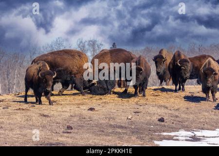 Bisons im Elch Island-Nationalpark in alberta, kanada Stockfoto