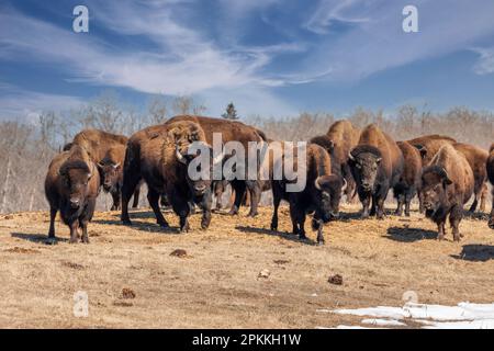 Bisons im Elch Island-Nationalpark in alberta, kanada Stockfoto