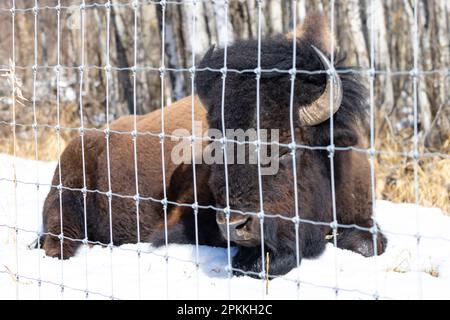 Bisons im Elch Island-Nationalpark in alberta, kanada Stockfoto