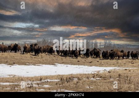 Bisons im Elch Island-Nationalpark in alberta, kanada Stockfoto