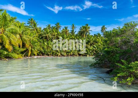 Palmenhain direkt an der Lagune, Cocos (Keeling) Inseln, Australian Indian Ocean Territory, Australien, Indischer Ozean Stockfoto