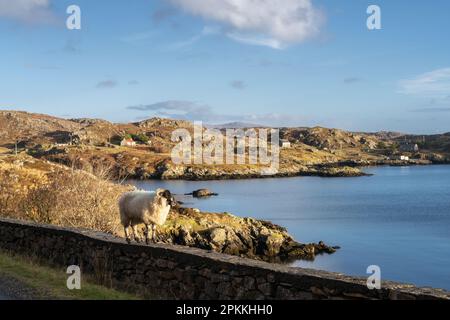 Ein Schaf an einer Mauer mit Blick auf das Meer, Isle of Harris, Outer Hebrids, Schottland, Vereinigtes Königreich, Europa Stockfoto