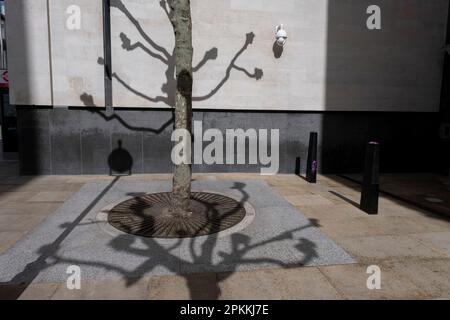 Pollarbäume schaffen eine grafische und geordnete urbane Landschaft hinter der National Gallery, wo die Natur auf künstliche Strukturen trifft, am 30. März 2023 in London, Großbritannien. Der Polling ist eine Methode zum Beschneiden, die Bäume und Sträucher kleiner hält, als sie von Natur aus wachsen würden. Sie beginnt normalerweise, sobald ein Baum oder Sträucher eine bestimmte Höhe erreicht hat, und durch die jährliche Bestäubung wird die Pflanze auf diese Höhe begrenzt. Stockfoto