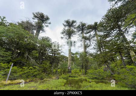 Niedriger Winkel Blick auf Affen-Puzzle-Baum (Araucaria araucana), Huerquehue-Nationalpark, Pucon, Chile, Südamerika Stockfoto