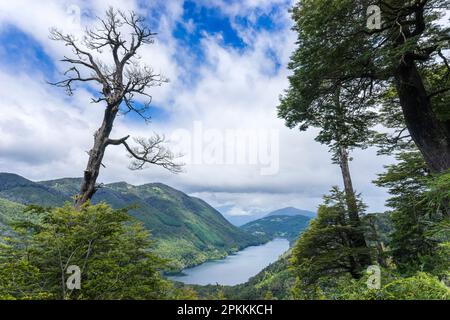 Baum und Tinquilco See, Huerquehue Nationalpark, Pucon, Chile, Südamerika Stockfoto