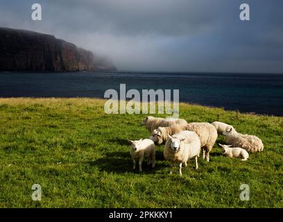 Schafe in Rackwick Bay, Hoy, Orkney Islands, Schottland, Vereinigtes Königreich, Europa Stockfoto