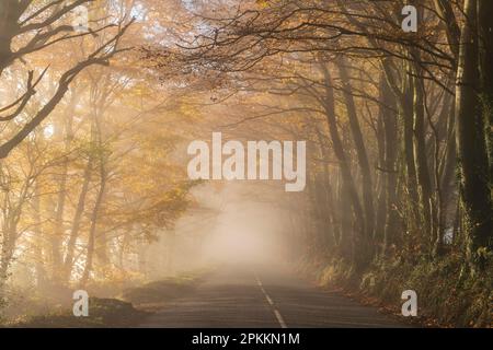 Country Lane, umgeben von bunten Bäumen an einem nebligen späten Herbsttag, Wellington, Somerset, England, Großbritannien, Europa Stockfoto