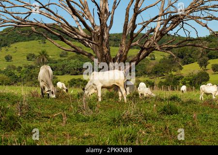 GOIAS GOIAS BRAZIL - APRIL 06 2023 : Eine Gruppe von Rindern, die sich auf der frischen grünen Weide mit einem trockenen Baum an einem klaren, blauen Himmel ernähren. Stockfoto