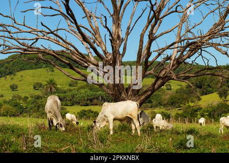 GOIAS GOIAS BRAZIL - APRIL 06 2023 : Eine Gruppe von Rindern, die sich auf der frischen grünen Weide mit einem trockenen Baum an einem klaren, blauen Himmel ernähren. Stockfoto