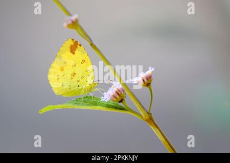 Common Grass Yellow (EUREMA Hecabe) aus Nagarahole NP, Südindien. Stockfoto