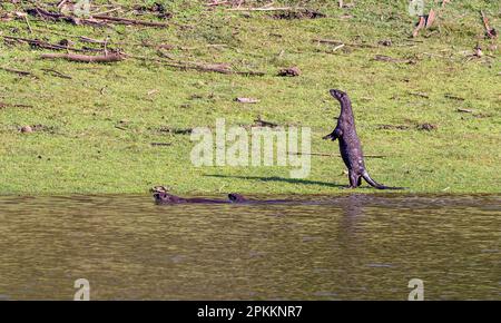 Glatt beschichtete Otter (Lutrogale perspicillata) aus dem Nagarahole-Nationalpark im Süden Indiens. Stockfoto