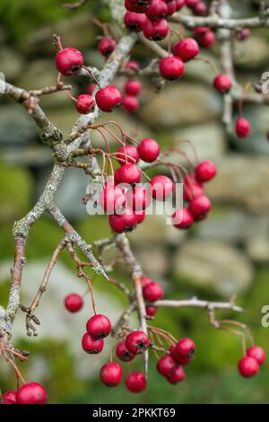 Nahaufnahme von leuchtend roten/purpurroten Weißdornbeeren, die im Weißdornbusch (Crataegus monogyna) wachsen, im November, Cumbria, England, Großbritannien Stockfoto