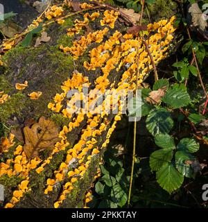 Hairy Curtain Crust (Stereum hirsutum) Bracket Pilz wächst auf totem Baumstamm, Cumbria, England, Großbritannien Stockfoto