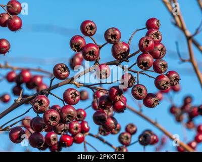 Leuchtend rote/karmesinrote Weißdornbeeren, die im Weißdornbusch (Crataegus monogyna) wachsen, im November in Derbyshire, England, Großbritannien Stockfoto