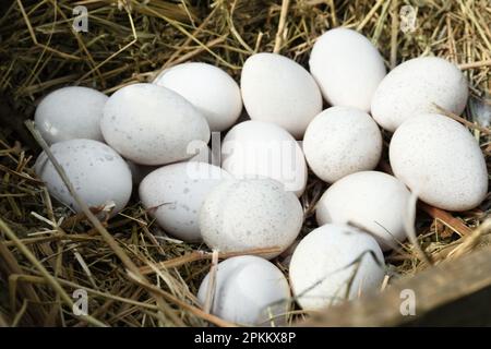 Ein Haufen weißer truthahneier im Nest, Nahaufnahme Stockfoto