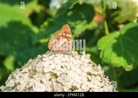 Schmetterling apatura Iris, der violette Kaiser, sitzt auf weißen Blüten auf grünem Hintergrund Stockfoto
