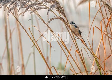 Ein Langschwanz-Shrike, der auf trockenem Gras ruht Stockfoto