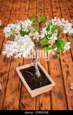 Apfelbaum Bonsai Blossom (Malus) Stockfoto