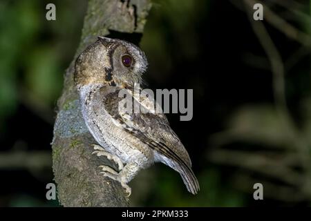 Kammkeule oder Otus lettia in Latpanchar in Westbengalen, Indien Stockfoto