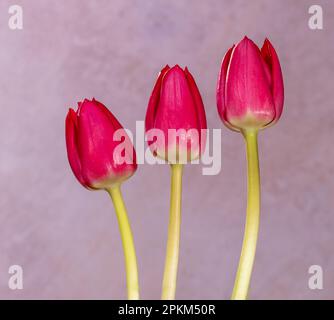 Ein lebhaftes Schauspiel roter Tulpen auf einem blasslila Hintergrund. Stockfoto