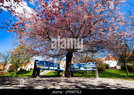Blühen Sie Kirschbäume in der Kleinstadt Tyn nad Vltavou, Tschechien. Stockfoto