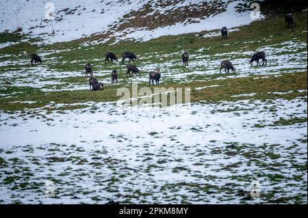 Eine Gruppe von Chamois, die im Schnee weiden. Rupicapra rupicapra im Winter. Le lieu, Vaud, Schweiz. Stockfoto