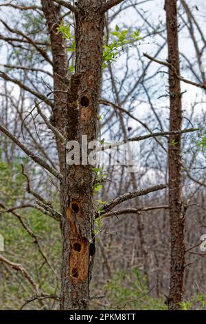 Mehrere große Löcher in einem einzigen Baum, die aus einem Specht oder einer Eule in einer hohlen toten Baumstruktur in vertikaler Nahaufnahme entstanden sind Stockfoto