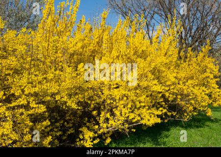 Sträucher Forsythia Hecke Garten Rand Forsythia Busch blühende Frühlingssträucher Forsythia Hecke blühende gelbe Forsythia x intermedia April Pflanze Stockfoto