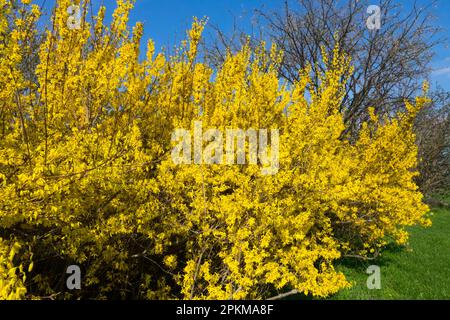 Forsythia Hedge Sträucher in voller Blüte Forsythia Border Hedge Strauchrand Forsythia Bush Hedge of Forsythia Spring Forsythia x intermedia April Stockfoto