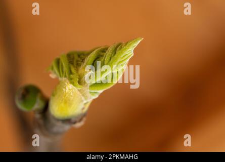 Fotografía Macro de un brote de higuera Stockfoto