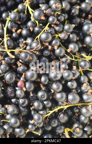 Nahaufnahme von oben auf einen Haufen frischer schwarzer Johannisbeerbeeren mit grünen Schwänzen Stockfoto