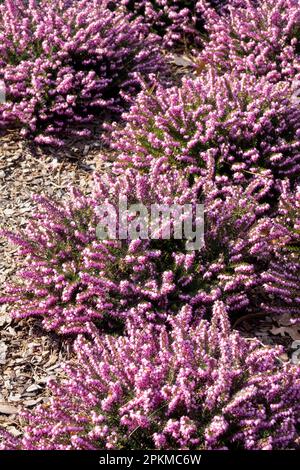 Blass, Lila, Klumpen, Erica Carnea „Praecox Rubra“, Frühjahrshitze, Erica Carnea, Garten, blühendes Heidekraut, Frühling Stockfoto