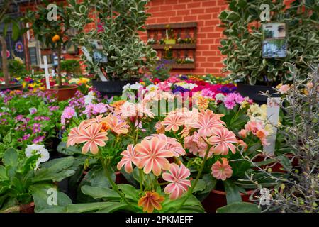Lewisia Cotyledon wunderschöne Frühlingsblumen in einem Gewächshaus Stockfoto