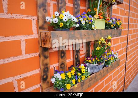 Viola Cornuta blüht. Gehörnte Stiefmütterchen oder gehörntes Violett Stockfoto