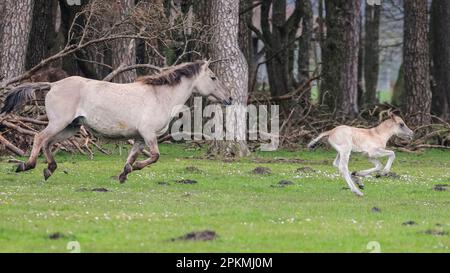 Merfelder Bruch, Dülmen, Deutschland. 08. April 2023. Ein kleines Fohlen galoppiert mit seiner Mutter im Gras und im Wald herum. Die Dülmener (oder Dülmen Wildponys) ist eine Rasse, die als stark vom Aussterben bedroht eingestuft wird. Eine Herde von über 350 lebt in einem Gebiet von etwa 3,5 km2 in Merfelder Bruch, nahe der Stadt Dülmen, NRW. Sie müssen ihre eigene Nahrung (im Winter mit Heu ergänzt) und Unterkünfte finden und werden nicht tierärztlich kontrolliert, was die Stärke der Rasse fördert. Kredit: Imageplotter/Alamy Live News Stockfoto