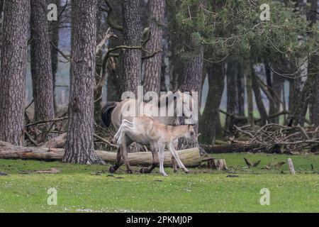 Merfelder Bruch, Dülmen, Deutschland. 08. April 2023. Ein kleines Fohlen galoppiert mit seiner Mutter im Gras und im Wald herum. Die Dülmener (oder Dülmen Wildponys) ist eine Rasse, die als stark vom Aussterben bedroht eingestuft wird. Eine Herde von über 350 lebt in einem Gebiet von etwa 3,5 km2 in Merfelder Bruch, nahe der Stadt Dülmen, NRW. Sie müssen ihre eigene Nahrung (im Winter mit Heu ergänzt) und Unterkünfte finden und werden nicht tierärztlich kontrolliert, was die Stärke der Rasse fördert. Kredit: Imageplotter/Alamy Live News Stockfoto