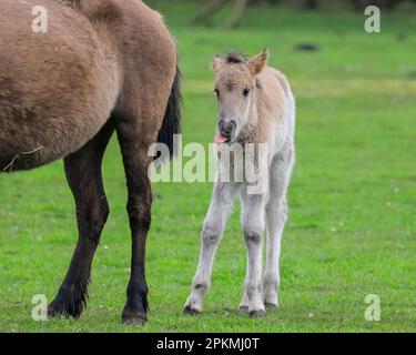 Merfelder Bruch, Dülmen, Deutschland. 08. April 2023. Ein kleines Fohlen steht mit seiner Mutter im Gras. Die Dülmener (oder Dülmen Wildponys) ist eine Rasse, die als stark vom Aussterben bedroht eingestuft wird. Eine Herde von über 350 lebt in einem Gebiet von etwa 3,5 km2 in Merfelder Bruch, nahe der Stadt Dülmen, NRW. Sie müssen ihre eigene Nahrung (im Winter mit Heu ergänzt) und Unterkünfte finden und werden nicht tierärztlich kontrolliert, was die Stärke der Rasse fördert. Kredit: Imageplotter/Alamy Live News Stockfoto