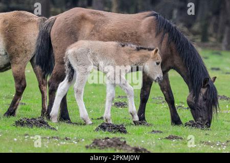 Merfelder Bruch, Dülmen, Deutschland. 08. April 2023. Ein kleines Fohlen erforscht das Grasland, geschützt von seiner Mutter. Die Dülmener (oder Dülmen Wildponys) ist eine Rasse, die als stark vom Aussterben bedroht eingestuft wird. Eine Herde von über 350 lebt in einem Gebiet von etwa 3,5 km2 in Merfelder Bruch, nahe der Stadt Dülmen, NRW. Sie müssen ihre eigene Nahrung (im Winter mit Heu ergänzt) und Unterkünfte finden und werden nicht tierärztlich kontrolliert, was die Stärke der Rasse fördert. Kredit: Imageplotter/Alamy Live News Stockfoto