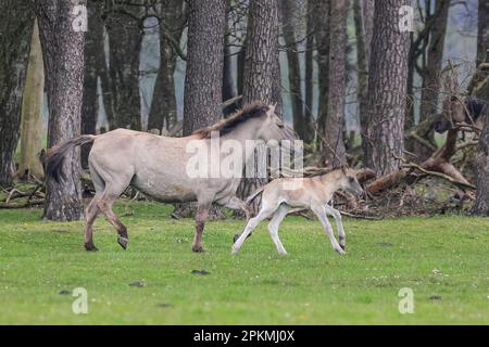 Merfelder Bruch, Dülmen, Deutschland. 08. April 2023. Ein kleines Fohlen galoppiert mit seiner Mutter im Gras und im Wald herum. Die Dülmener (oder Dülmen Wildponys) ist eine Rasse, die als stark vom Aussterben bedroht eingestuft wird. Eine Herde von über 350 lebt in einem Gebiet von etwa 3,5 km2 in Merfelder Bruch, nahe der Stadt Dülmen, NRW. Sie müssen ihre eigene Nahrung (im Winter mit Heu ergänzt) und Unterkünfte finden und werden nicht tierärztlich kontrolliert, was die Stärke der Rasse fördert. Kredit: Imageplotter/Alamy Live News Stockfoto